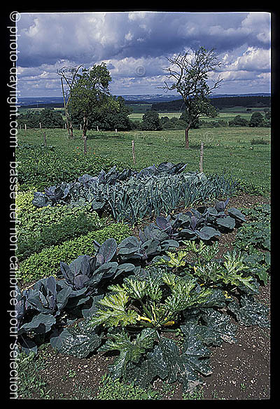 jardin - garden